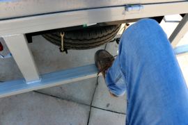 新豹&nbsp;载货车上装                                                图片