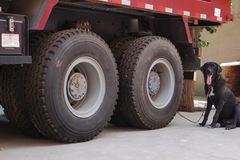 中国重汽 金王子重卡 300马力 6X4 4.8米自卸车(平顶)(ZZ3251M3242W)